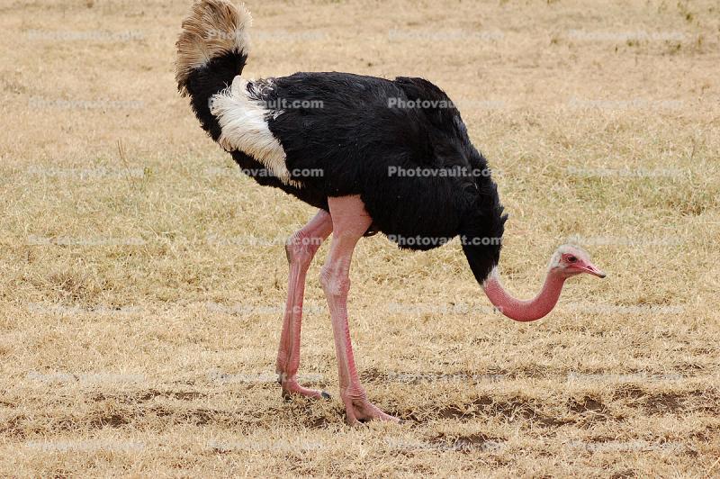Ostrich, Wildlife, Ngorongoro Crater, Tanzania