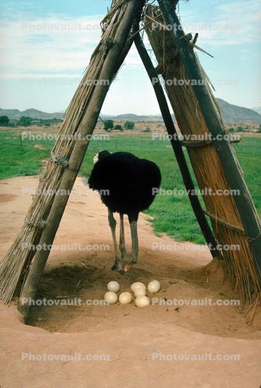 Ostrich Nest, Eggs, A-Frame Shelter