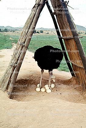 Ostrich, Eggs, Nest