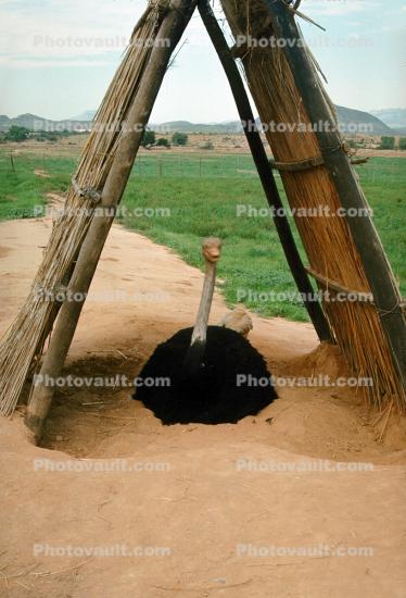 Ostrich Sitting on her Brood of Eggs, Nest