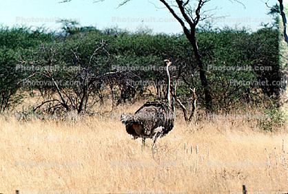 Ostrich, Namib Desert, Namibia