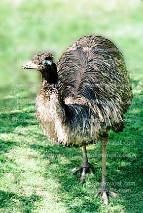 Emu, (Dromaius novaehollandiae), Dromaiidae