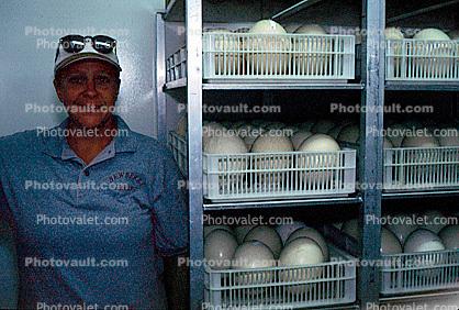 Ostrich Eggs, Incubation, South Africa