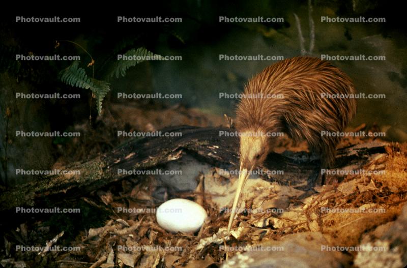 Kiwi Nest, egg
