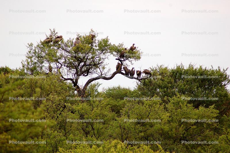 Vultures, Trees