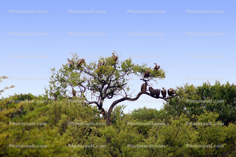 Vultures, Trees