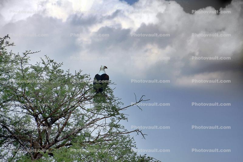 Eagle, Katavi National Park, Tanzania