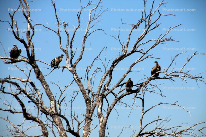 Vultures, Zaire Africa