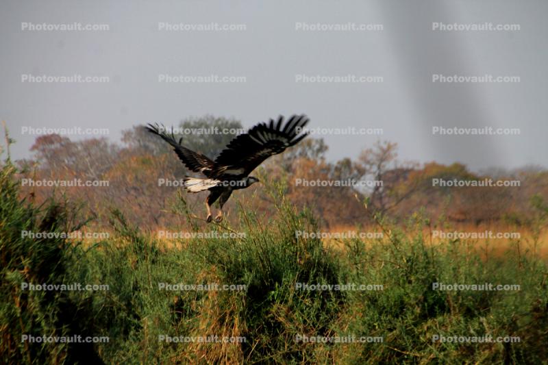 Eagle taking off, Zaire Africa