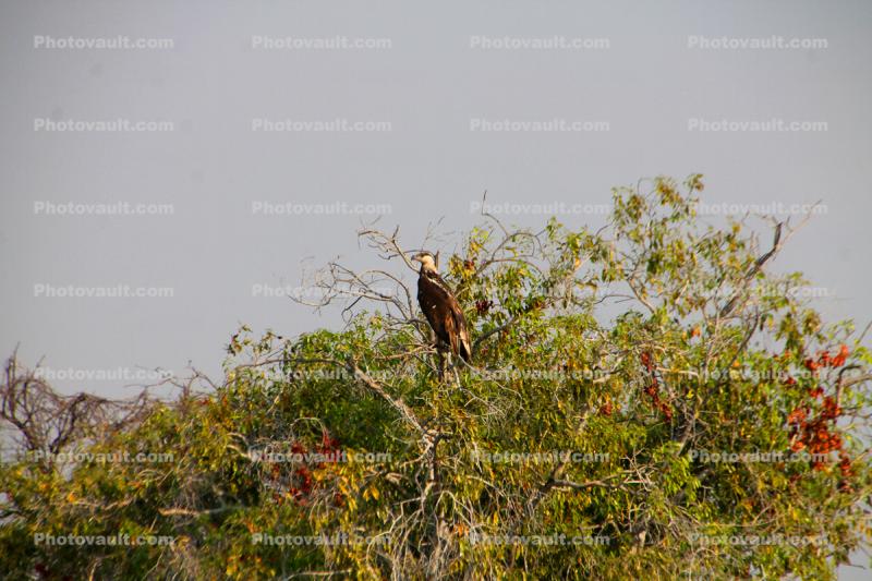 Eagle, Zaire Africa
