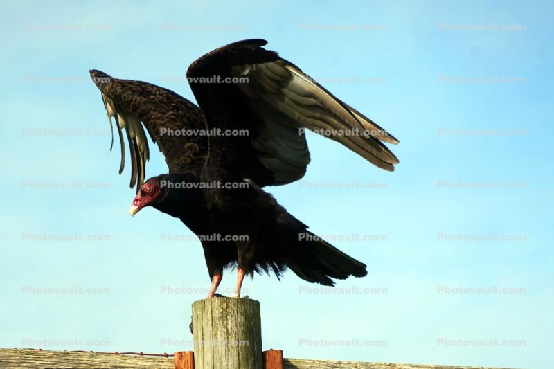 Vulture, Wings