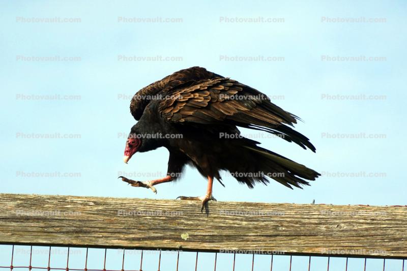 Vulture, Wings