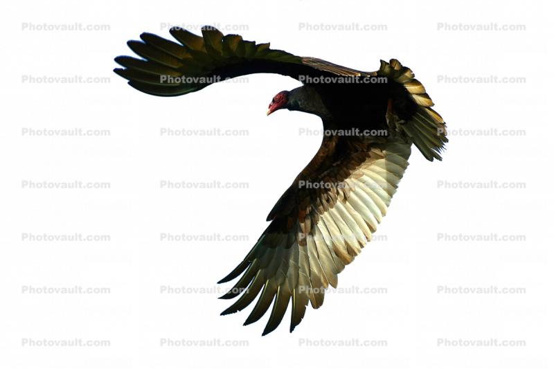 Vulture, Wings, Flying, Airborne, Flight