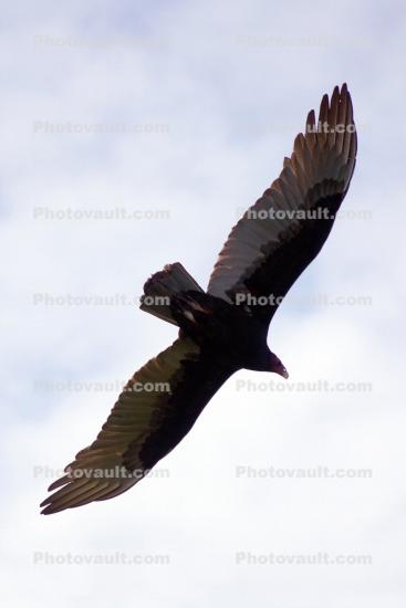 Vulture, Wings, Flying, Airborne, Flight
