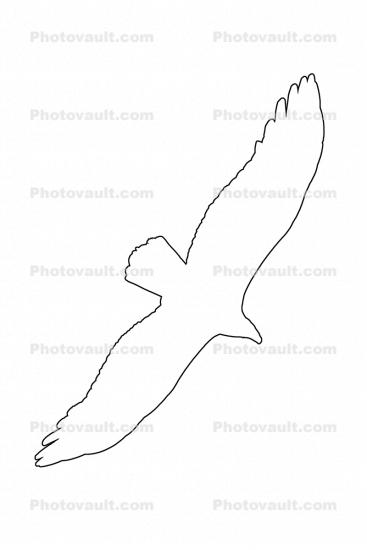 Vulture outline, line drawing, Wings, Flying, Airborne, Flight