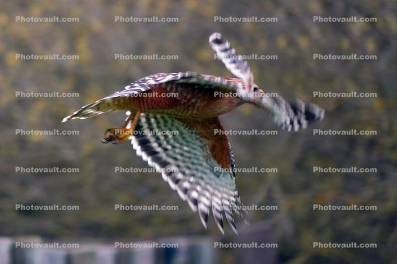 Red-Shouldered Hawk flying, (Buteo lineatus), flight, Accipitriformes, Accipitridae