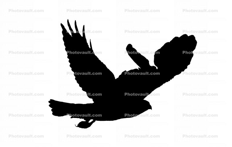 Red-Shouldered Hawk flying, (Buteo lineatus) silhouette, shape