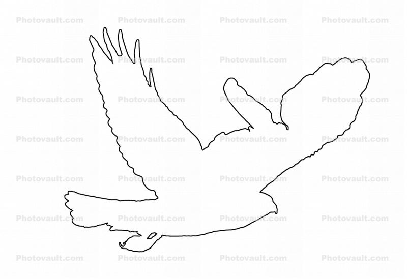 Red-Shouldered Hawk flying, (Buteo lineatus) outline, line-drawing, shape