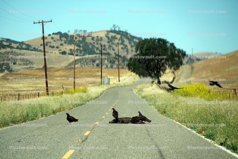 Buzzards Scavanging a dead Pig, Highway 25, California