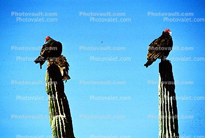 Vultures near Cabo San Lucas, Baja Sur, Mexico