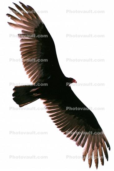Vulture, photo-object, object, cut-out, cutout