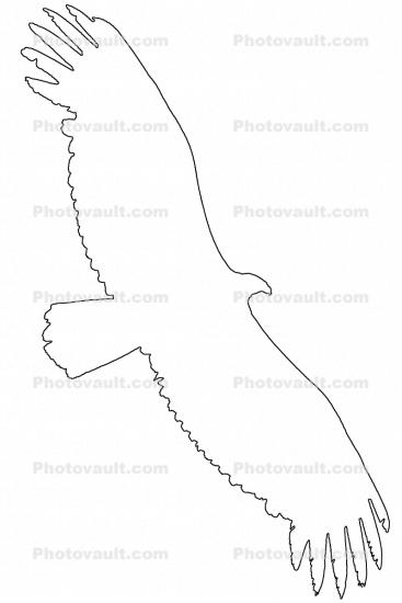 Vulture outline, line drawing, shape