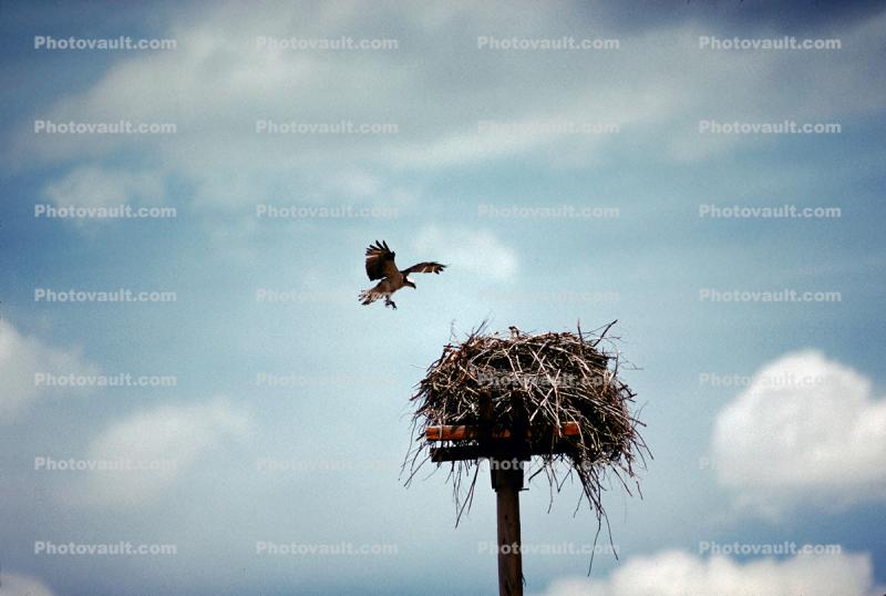 Osprey, Nest, Nesting on a Power Pole