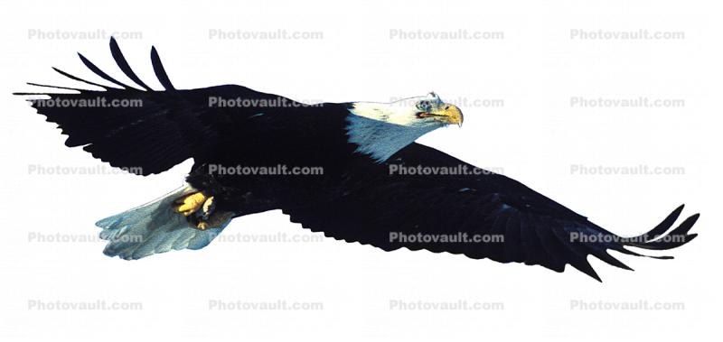 Bald Eagle, Panorama, photo-object, object, cut-out, cutout