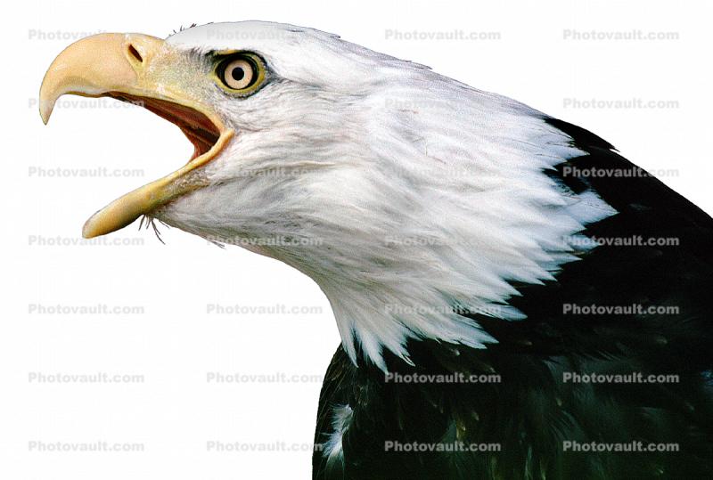 Eagle, Bald Eagle, photo-object, object, cut-out, cutout