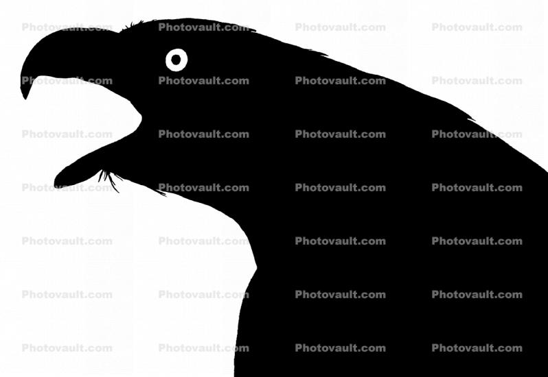 Eagle, Bald Eagle silhouette, logo, shape