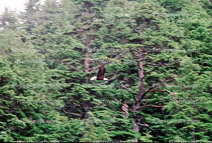 Bald Eagle, Homer Alaska