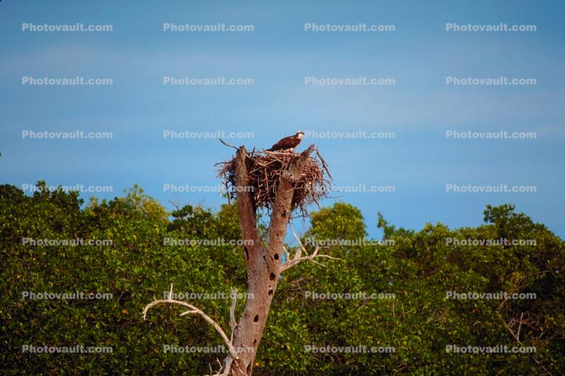 Eagle Nest, Trees
