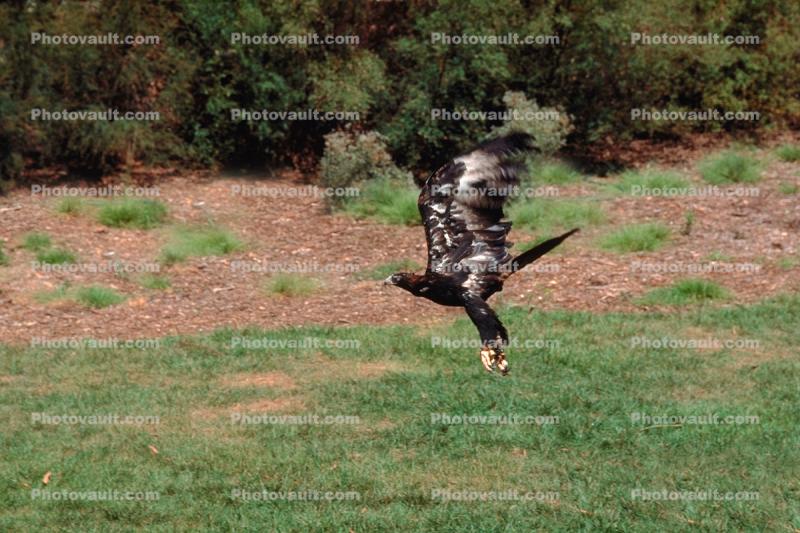Wedge Tailed Eagle, Talons, flight, flying, Feathers