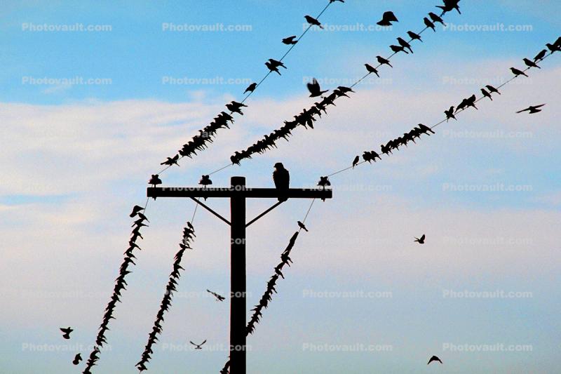 Birds roosting on a power line, Gray Lodge, California