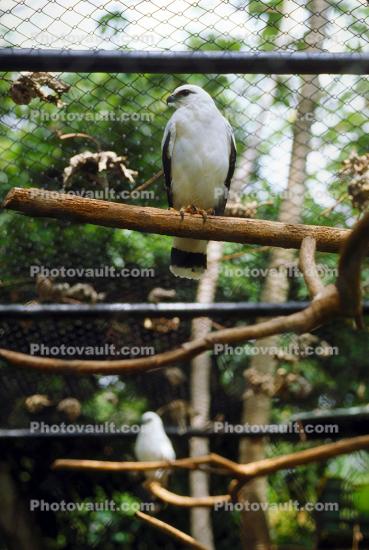 White Hawk, (Leucopternis albicollis), cage, birdcage