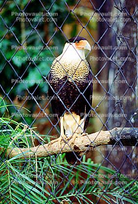 Crested Caracara, (Polyborus plancus), cage, birdcage