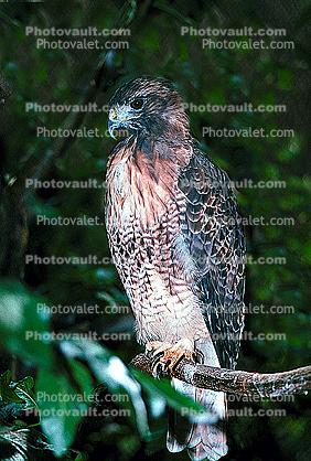 Red Tailed Hawk, (Buteo jamaicensis)
