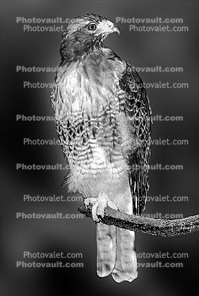 Red Tailed Hawk, (Buteo jamaicensis)