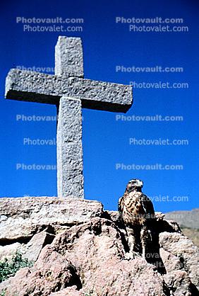 Eagle, Colca Canyon, Arequipa