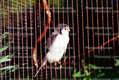 African Pygmy Falcon, native to Eastern and Southern Africa