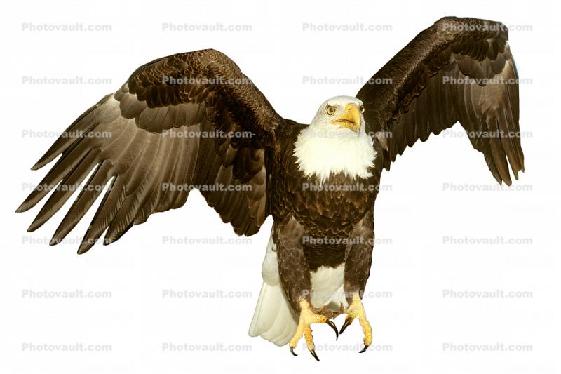 Bald Eagle, photo-object, object, cut-out, cutout