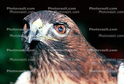 Red-Tail Hawk