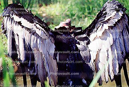Vulture feathers