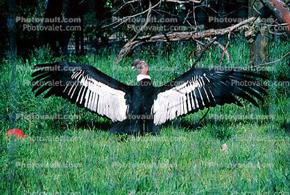Vulture, Wings Spread