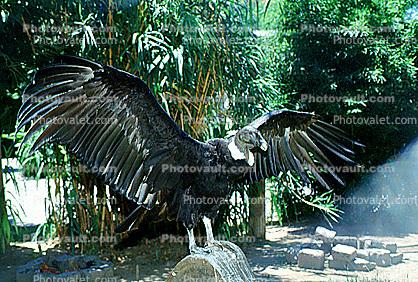 Andean Condor spreads its wings, feathers