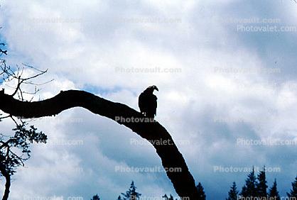 Vulture, Sonoma County