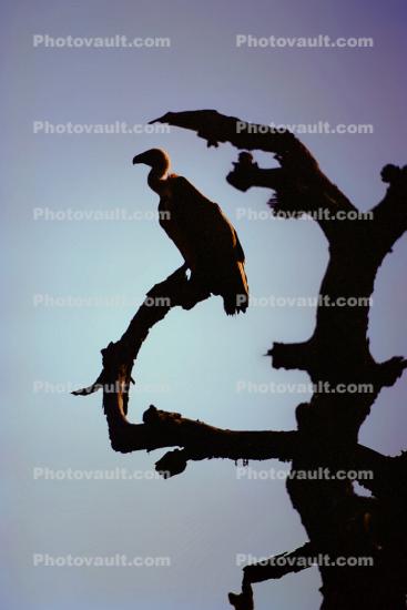 Vultures, Africa, African