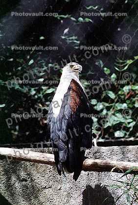 African Fish Eagle, (Aguila pescadora)