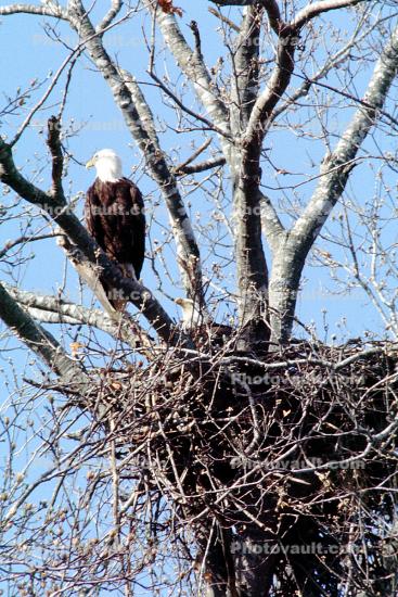 Nest in a Tree, Bald Eagle