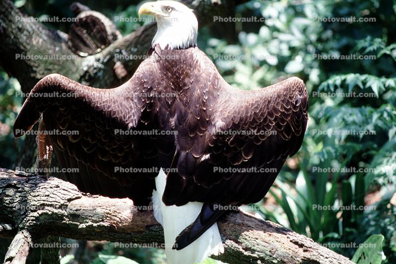 Southern Bald Eagle, (Hallacetus leucocephalus leucocephalus)
